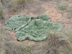 Rheum tataricum
