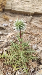 Echinops spinosissimus