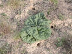 Rheum tataricum