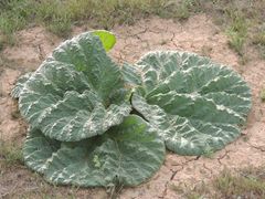Rheum tataricum