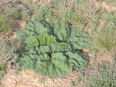 Rheum tataricum