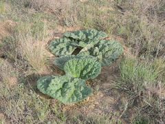 Rheum tataricum