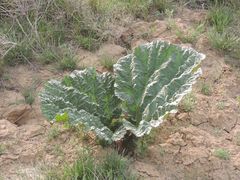 Rheum tataricum
