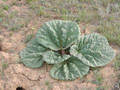 Rheum tataricum