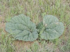 Rheum tataricum