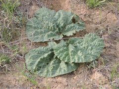Rheum tataricum