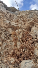 Lactuca acanthifolia