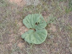 Rheum tataricum