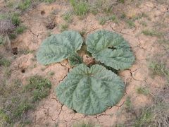 Rheum tataricum