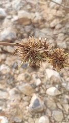 Lactuca acanthifolia