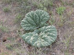 Rheum tataricum