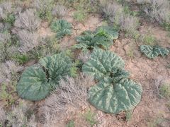 Rheum tataricum