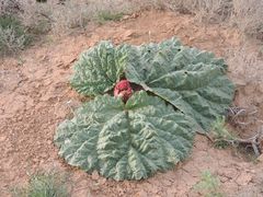 Rheum tataricum