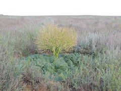 Rheum tataricum