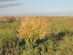 Rheum tataricum