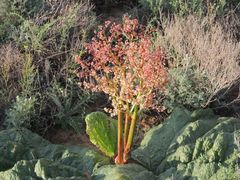 Rheum tataricum