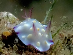 Goniobranchus hintuanensis