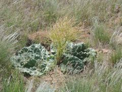 Rheum tataricum