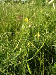 Lathyrus annuus