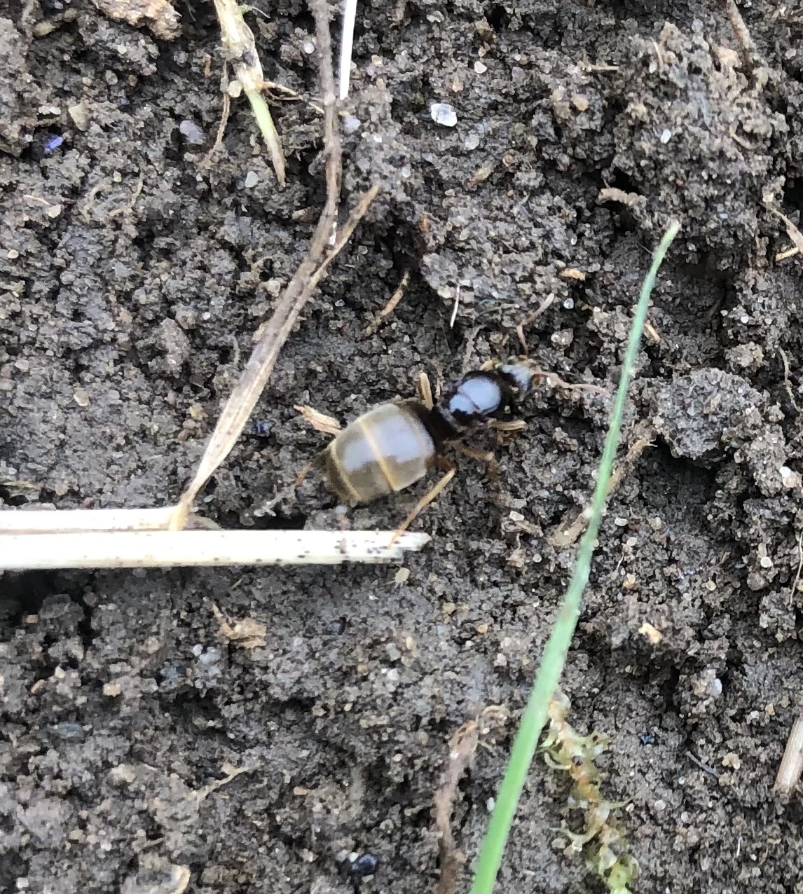 Lasius flavus