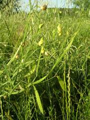 Lathyrus annuus