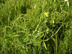 Lathyrus annuus