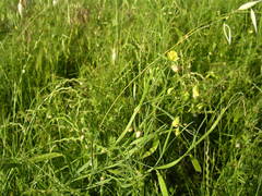 Lathyrus annuus