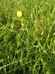 Lathyrus annuus