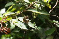 Catonephele numilia esite