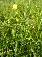 Lathyrus annuus