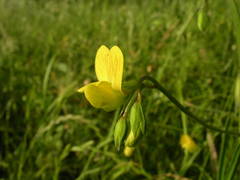 Lathyrus annuus