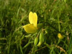 Lathyrus annuus