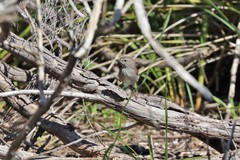 Sericornis maculatus