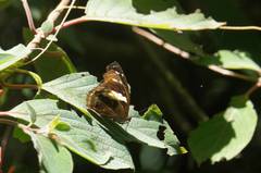 Catonephele numilia esite