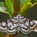 Nymphula nitidulata - Photo (c) Darius Bauzys, algunos derechos reservados (CC BY)