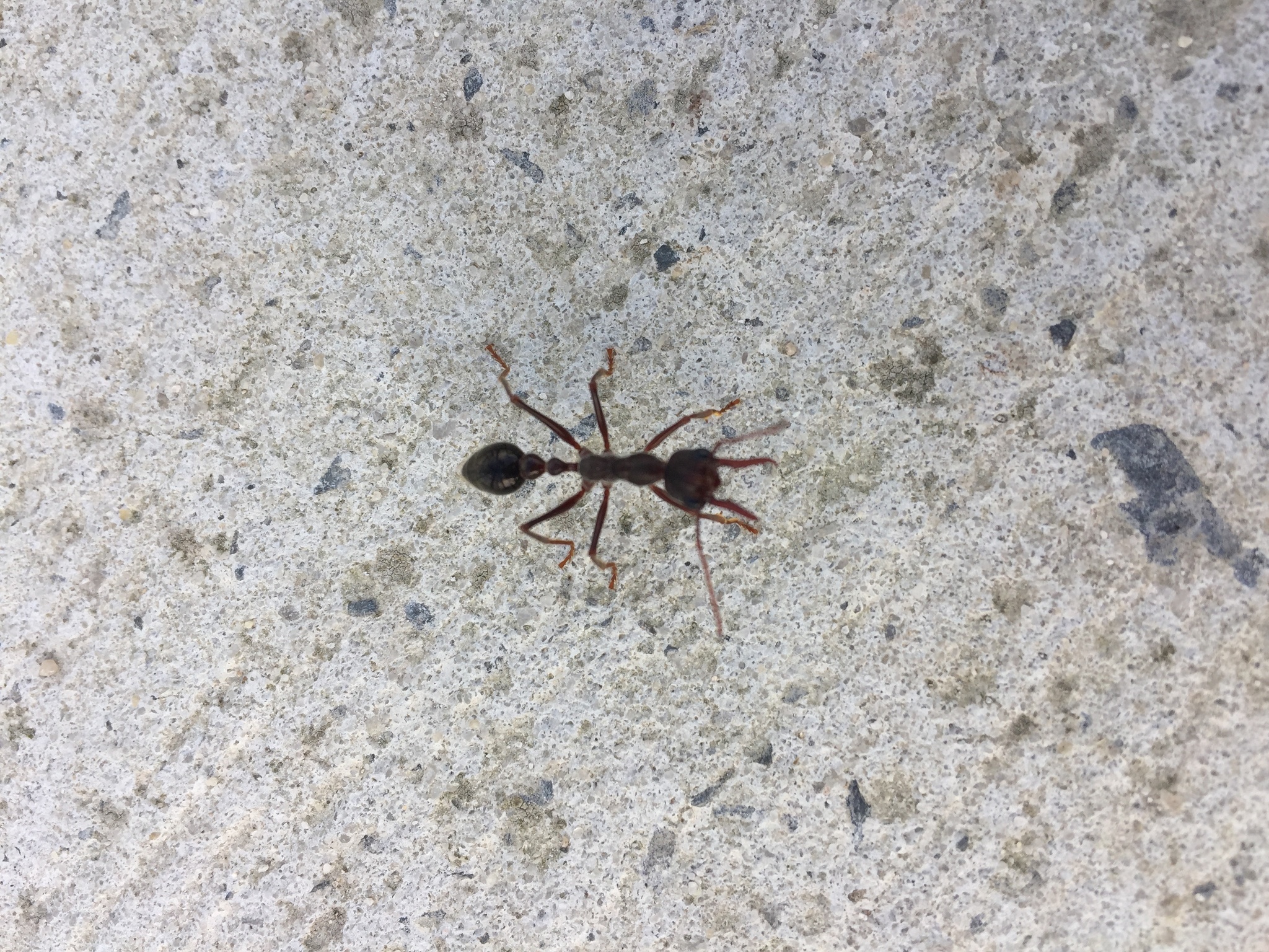 Myrmecia forficata