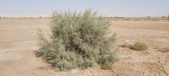 Tamarix aucheriana
