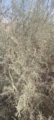 Tamarix aucheriana
