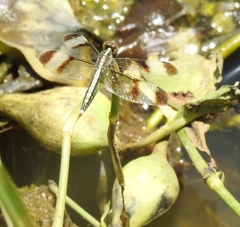 Neurothemis tullia