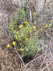 Rorippa brachycarpa