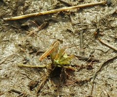 Brachythemis contaminata