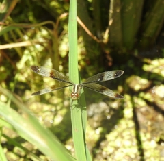 Neurothemis tullia
