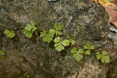 Davallia pusilla
