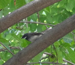 Rhipidura albogularis