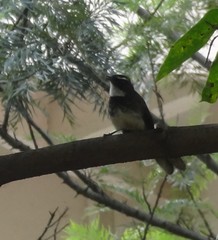 Rhipidura albogularis