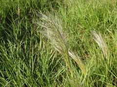 Austrostipa rudis