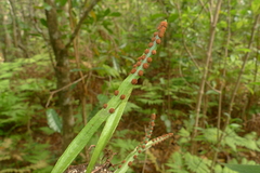 Pyrrosia confluens
