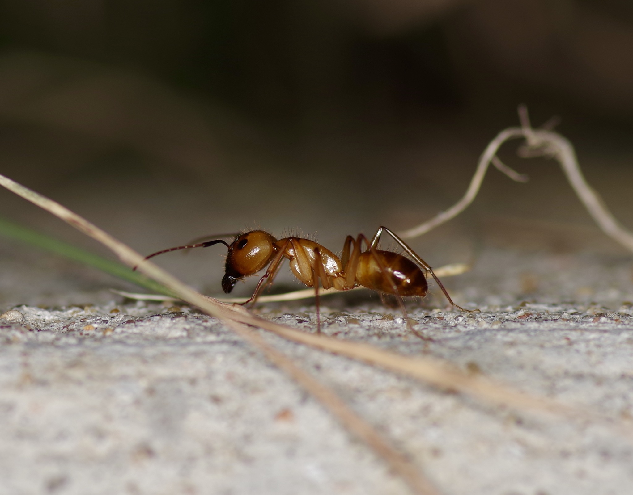Camponotus festinatus