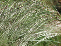 Austrostipa rudis