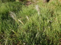 Austrostipa rudis